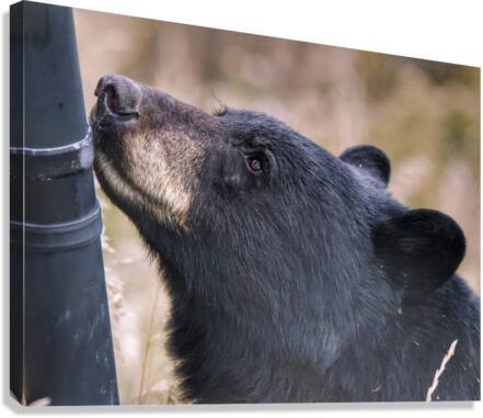 Black bear Canvas Print