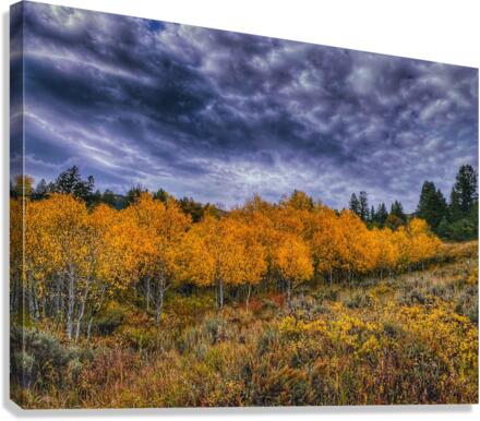Dramatic fall colors Canvas Print