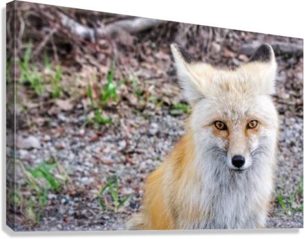 Vixen  Canvas Print