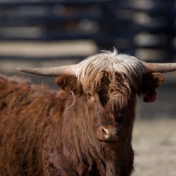 Highlander cow