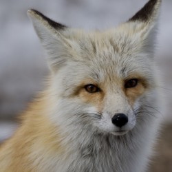 Red fox