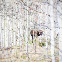 Trying to remain anonymoose