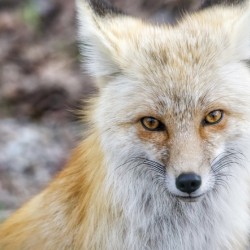Vixen up close