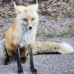 Vixen full body