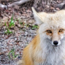 Vixen 