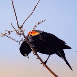 Red-winged blackbird