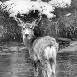 Deer
