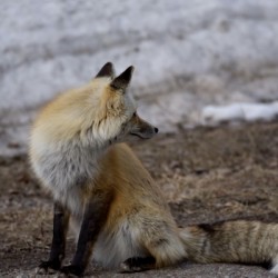 red fox full body