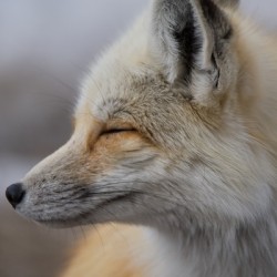 Red fox side view