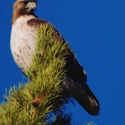 Red-tailed Hawk