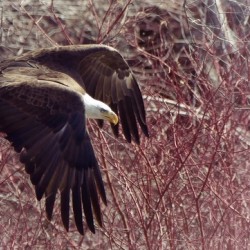 Bald Eagle flying