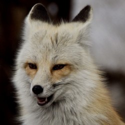 black tipped ear fox