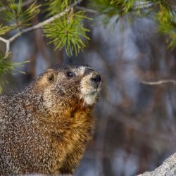 Marmot