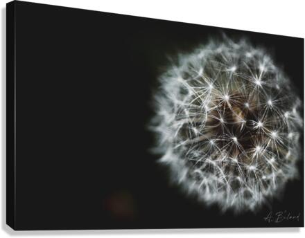 Dandelion  Canvas Print