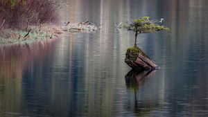 Fairy Tree Vancouver Island 1