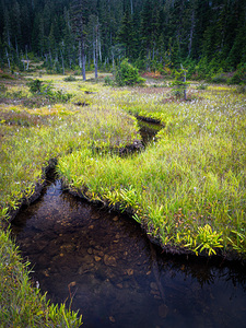 Mountain Meadow Vancouver Island 1