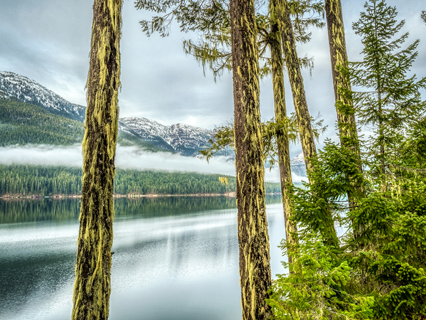 Buttle Lake Trees Vancouver Island 1 by Lars Olof Olsson