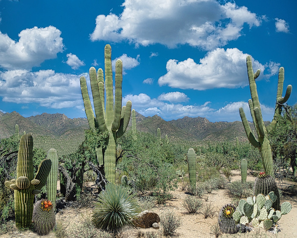 AZ Cactus Scene by Marty Ma