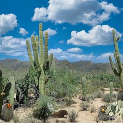 AZ Cactus Scene