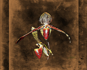 Breathtaking Beauty Gold of Kinabalu