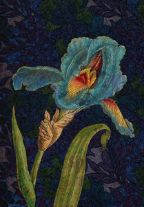 Blue Iris