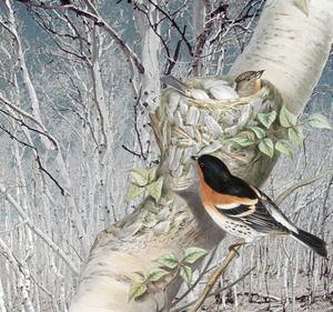 Brambling in a Birch Grove