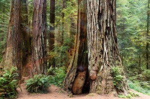 Enchanted Forest