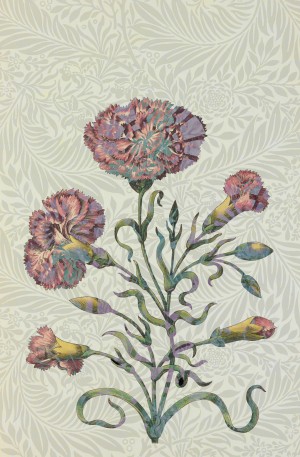 Pink Carnation