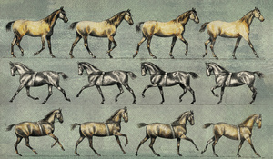Running Horse