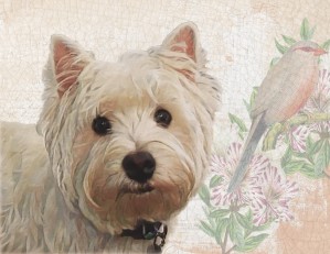 Westie