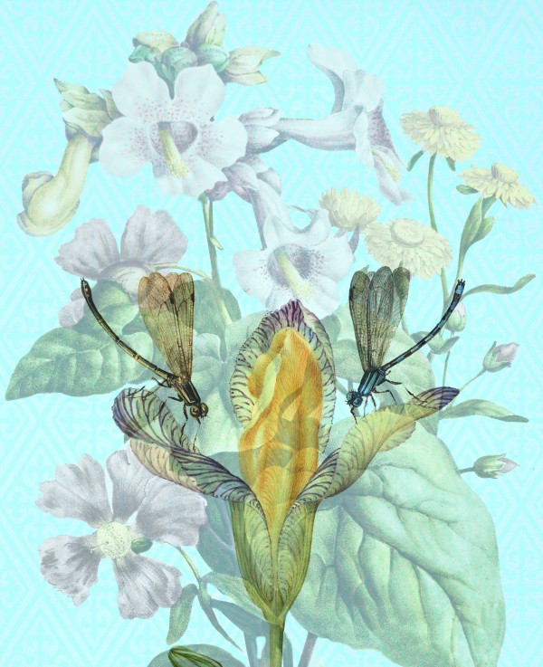 Dragonfly Duet Print