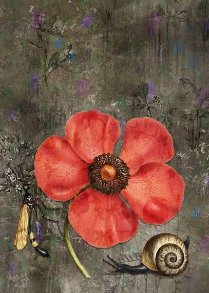Poppy Snail Print