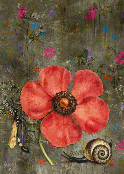 Poppy Snail 2 Print