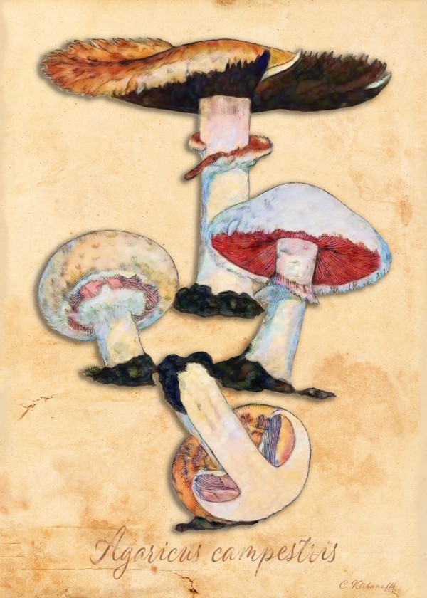 Agaricus Campestris Print