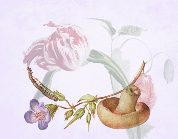 Fantastic Fungi Print