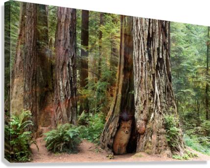 Enchanted Forest Canvas Print