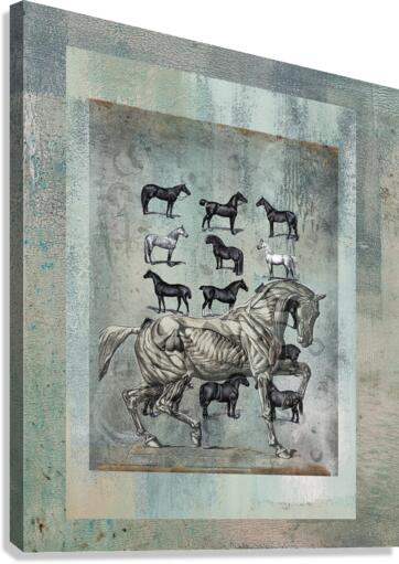 Horse Chart  Canvas Print