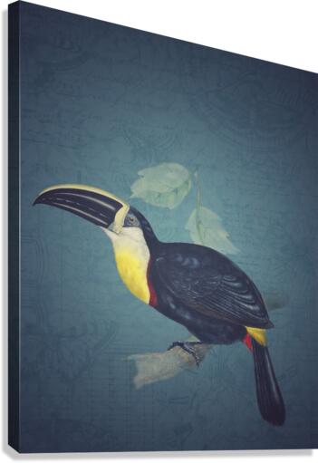 Toucan Canvas Print