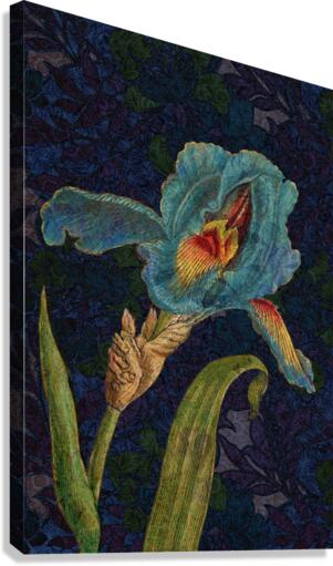 Blue Iris Canvas Print
