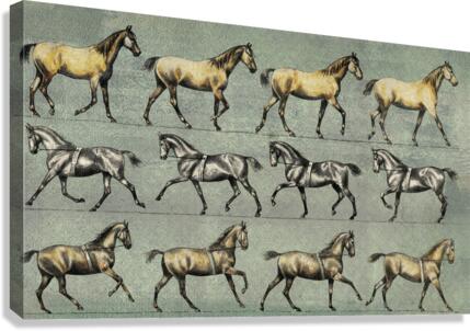 Running Horse Canvas Print