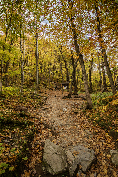 Fall path by Annette Gregory