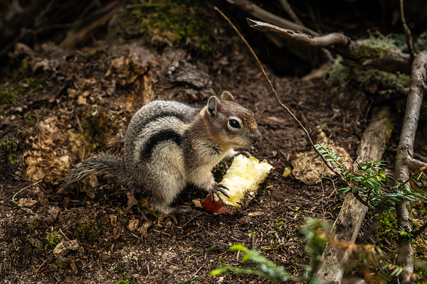 Apple Squirrel by Annette Gregory