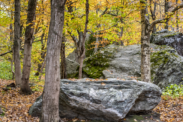 Fall Rock by Annette Gregory