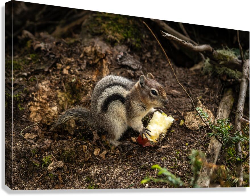 Apple Squirrel Canvas Print