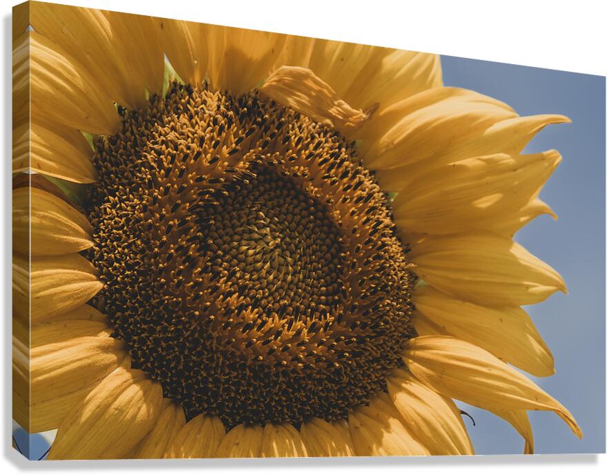Sunflower Canvas Print