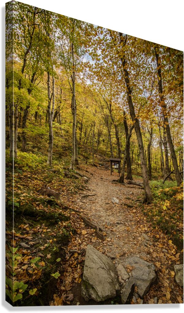 Fall path Canvas Print