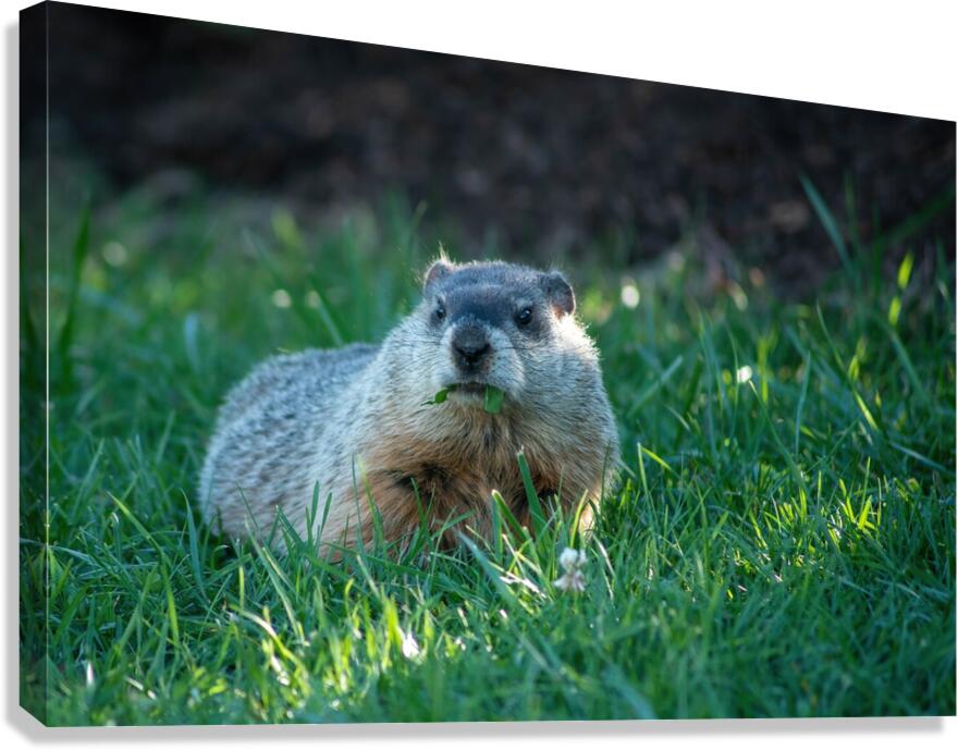 Groundhog Canvas Print