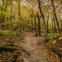 Fall path