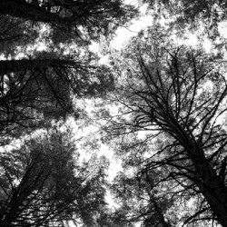 BW Trees