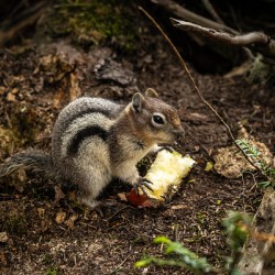 Apple Squirrel